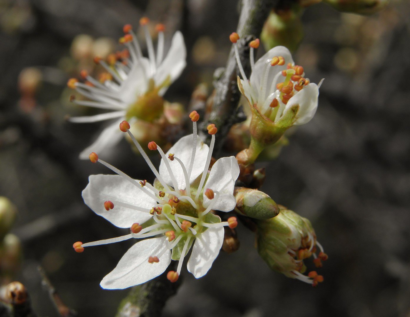 Wildkirschenblüte