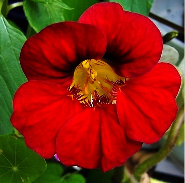 Rote Hibiskus