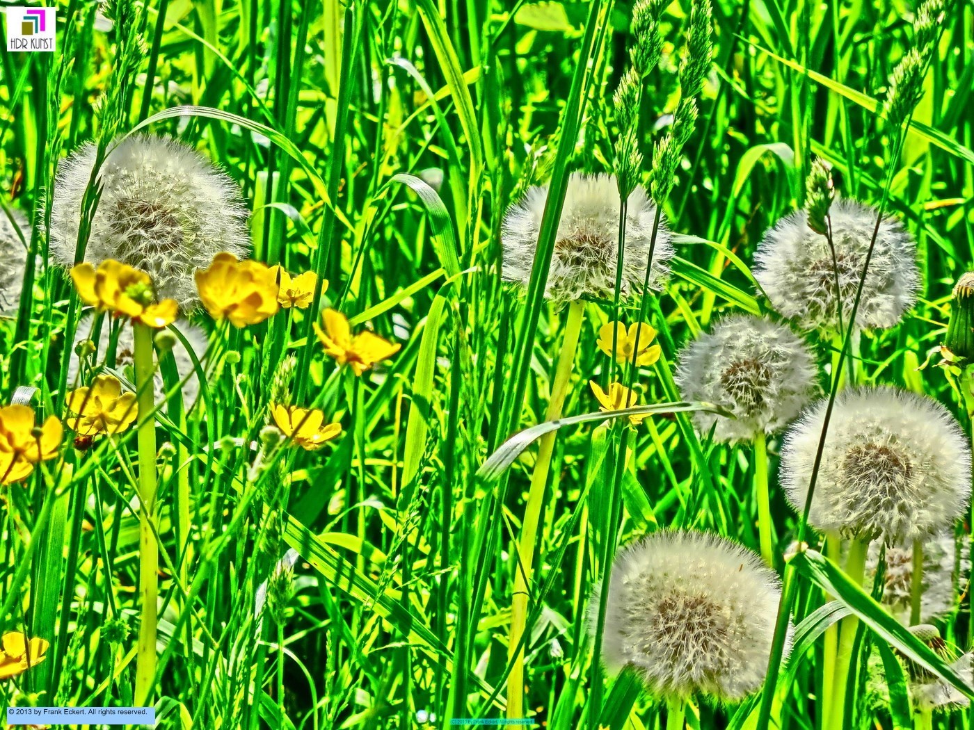 Pusteblume