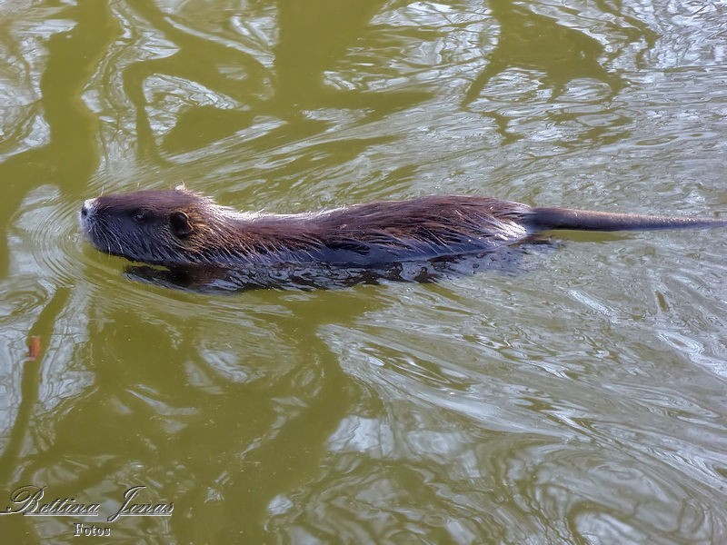 Nutria