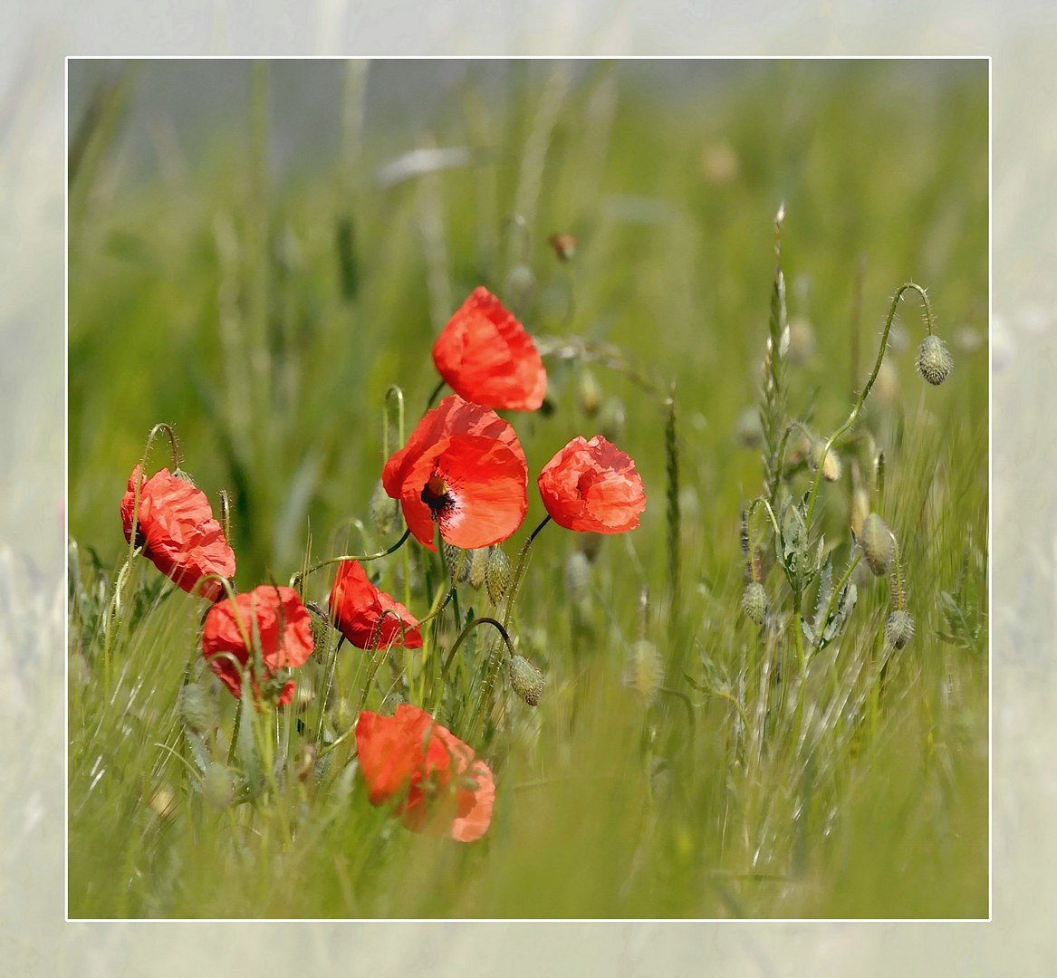 roter Mohn