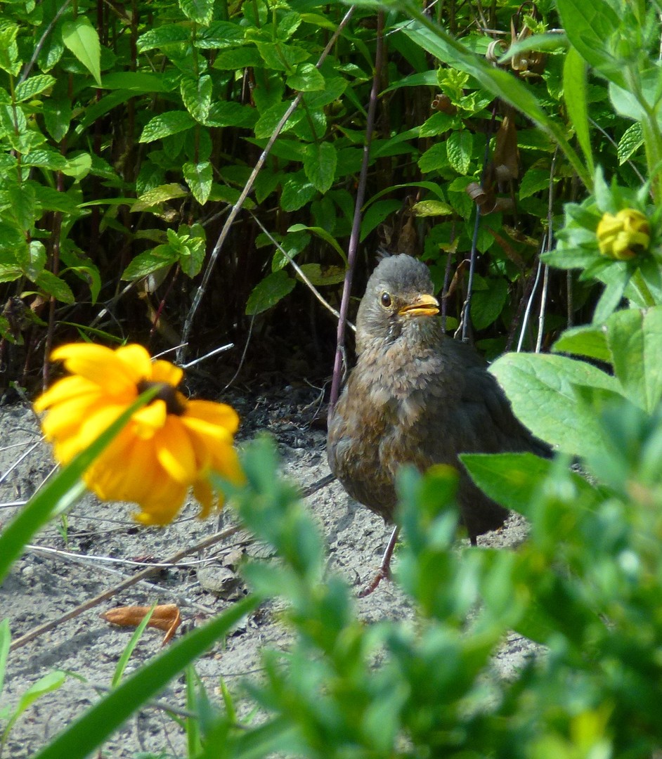 Junge Amsel