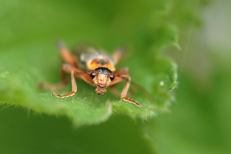 Käferportrait