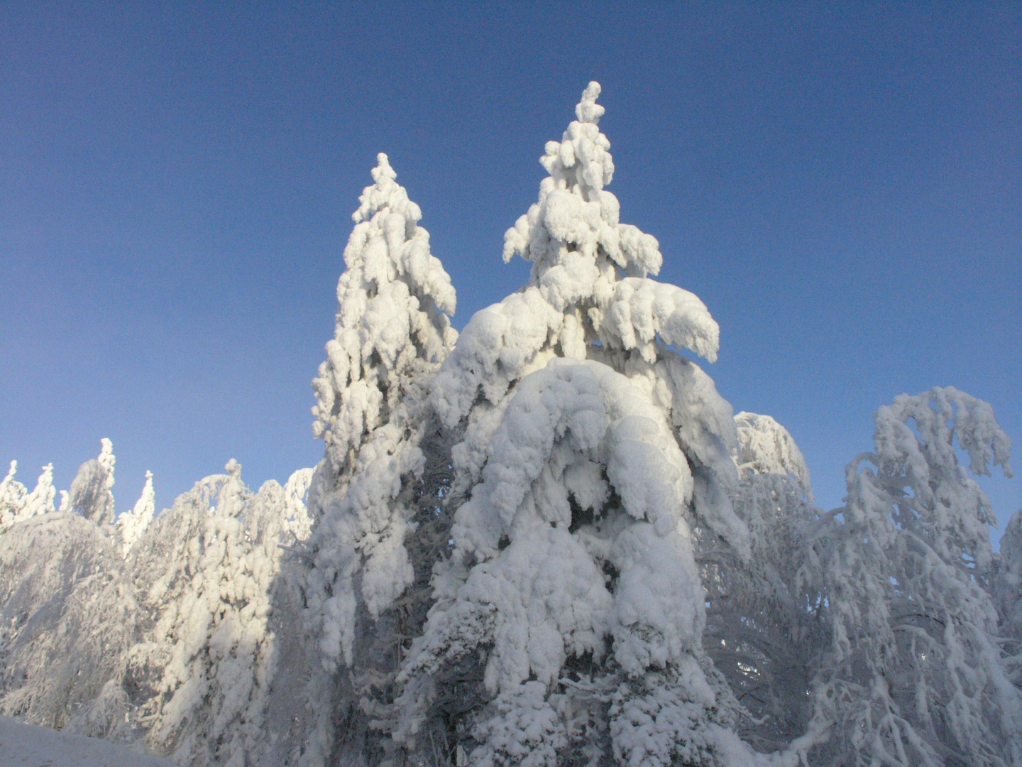 Bepackt mit Schnee