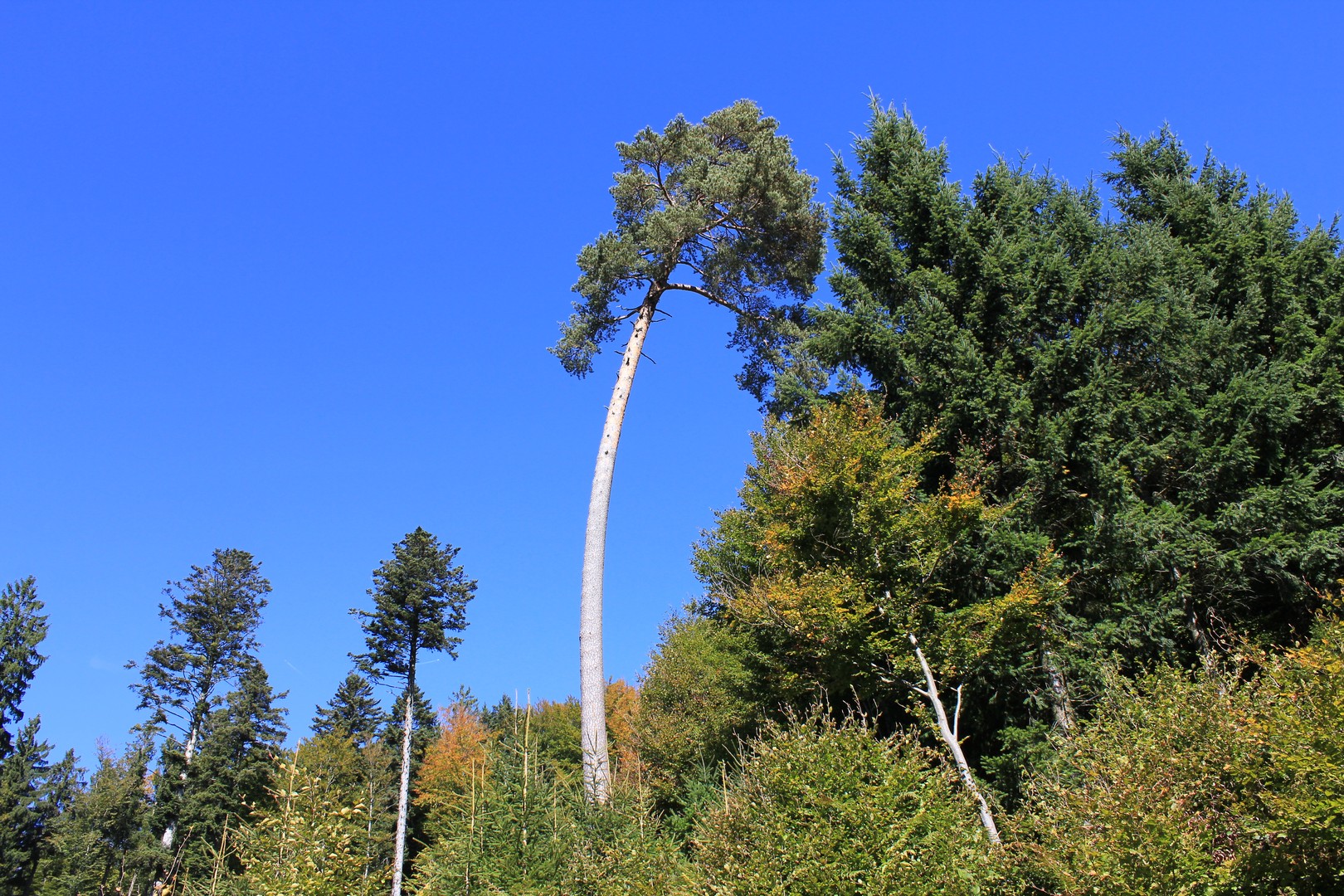 Vom Wind verbogen