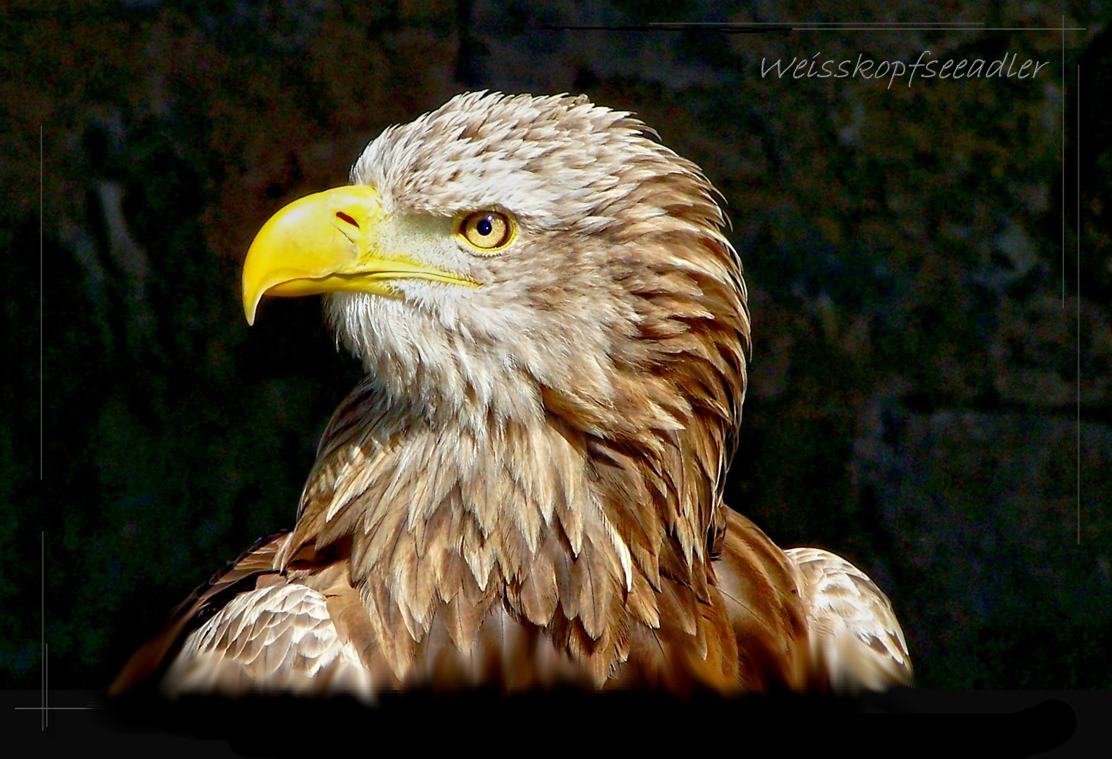 Junger Weisskopfseeadler