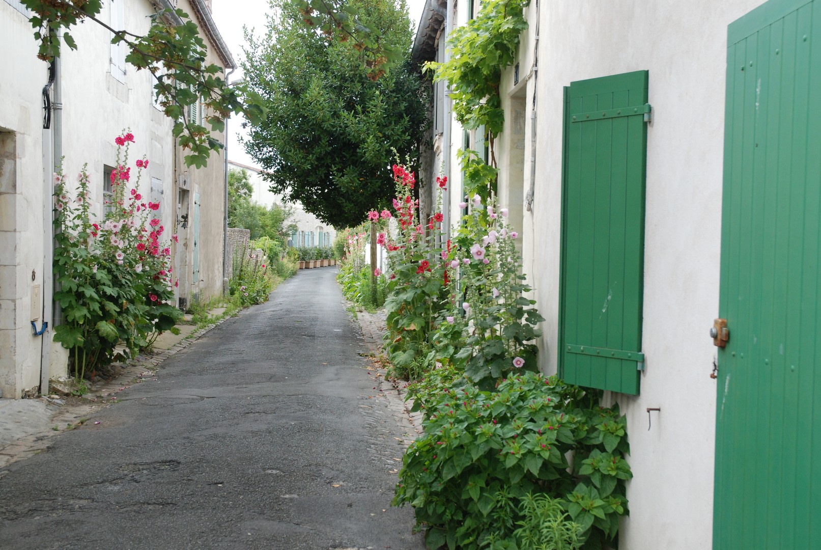 Ruelle fleurie