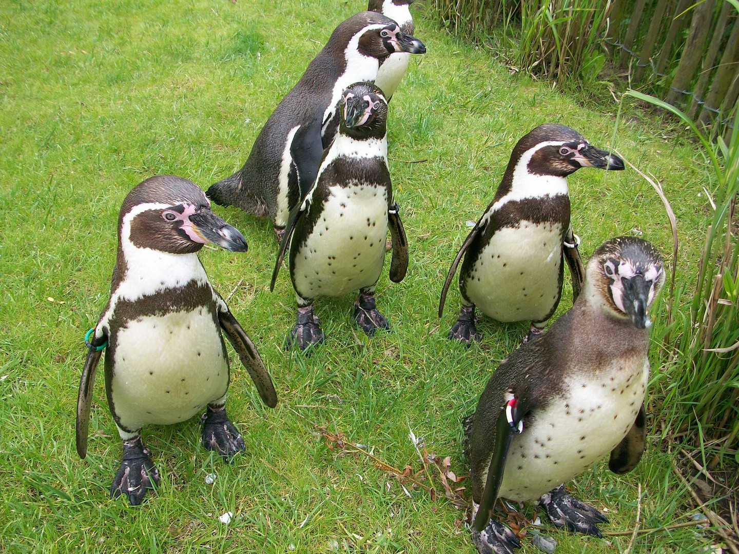 pinguins