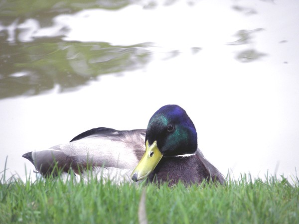 canard colvert