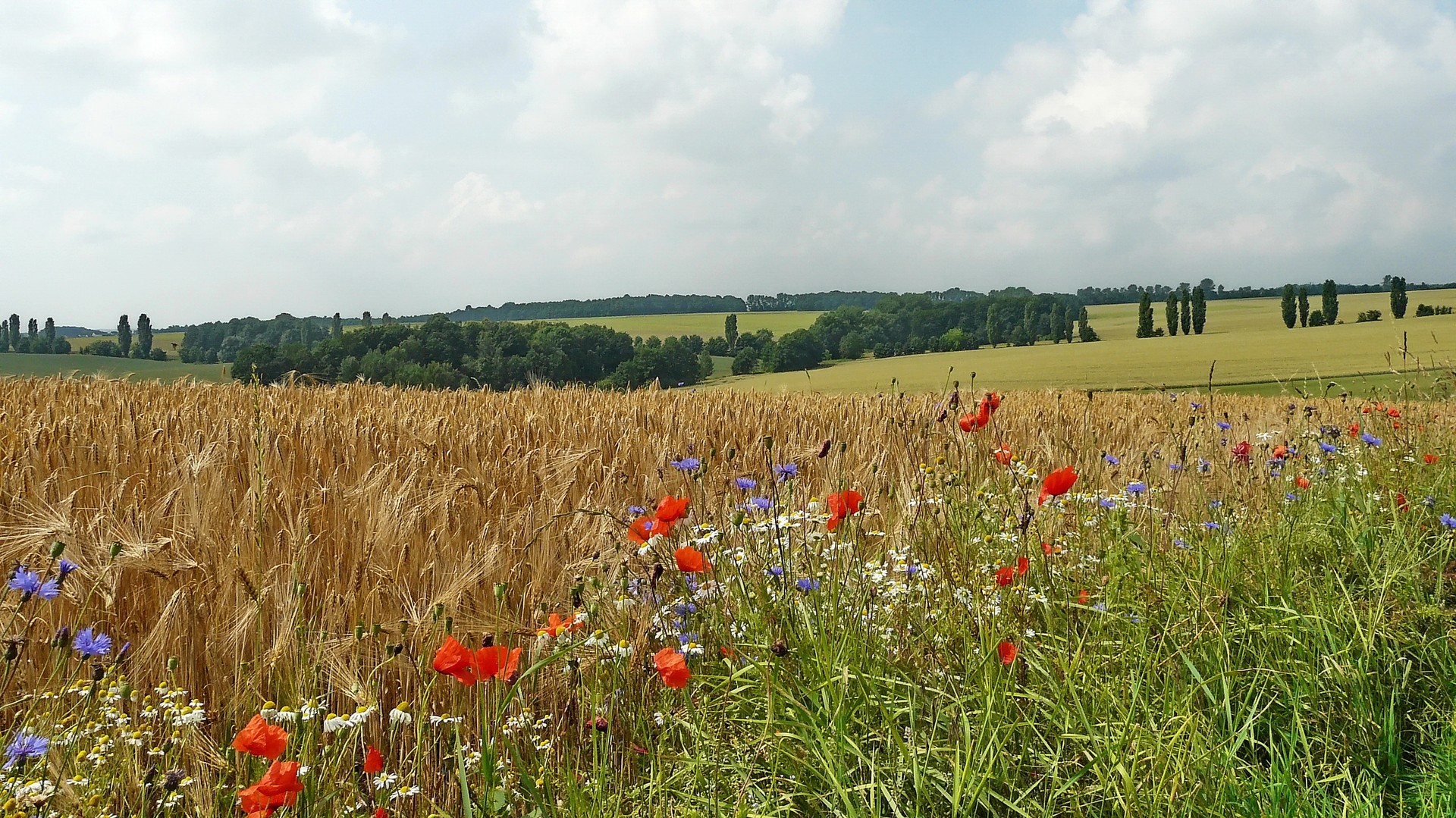 am Feldrand