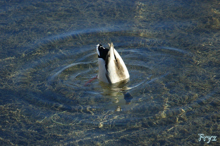 Köpfchen in das Wasser...