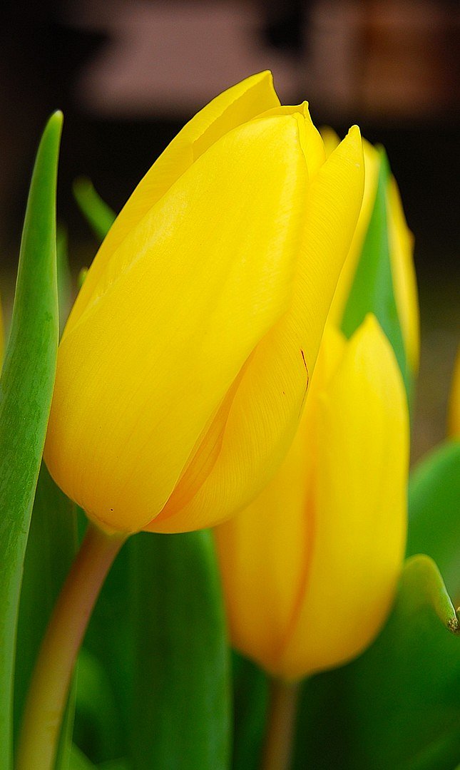 Tulipe.