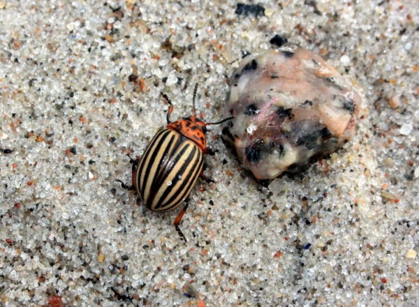 Ostsee-Strand-Kartoffelkäfer