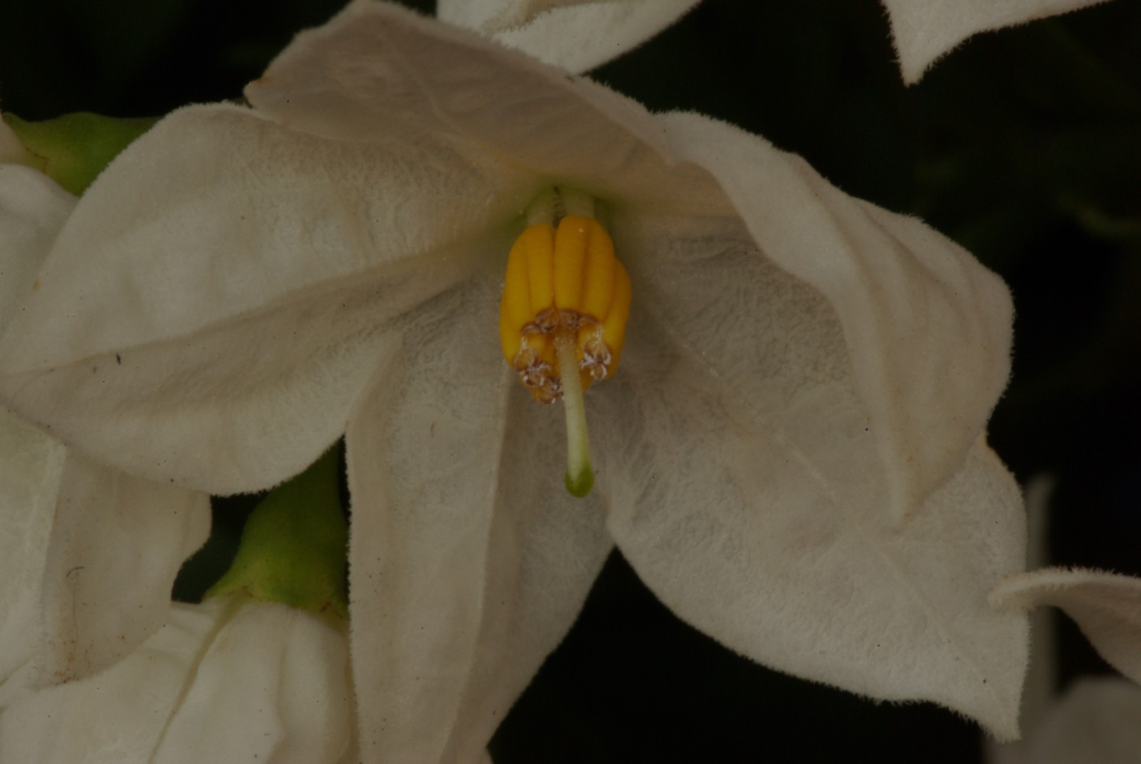 Die Blüte der Jasminpflanze