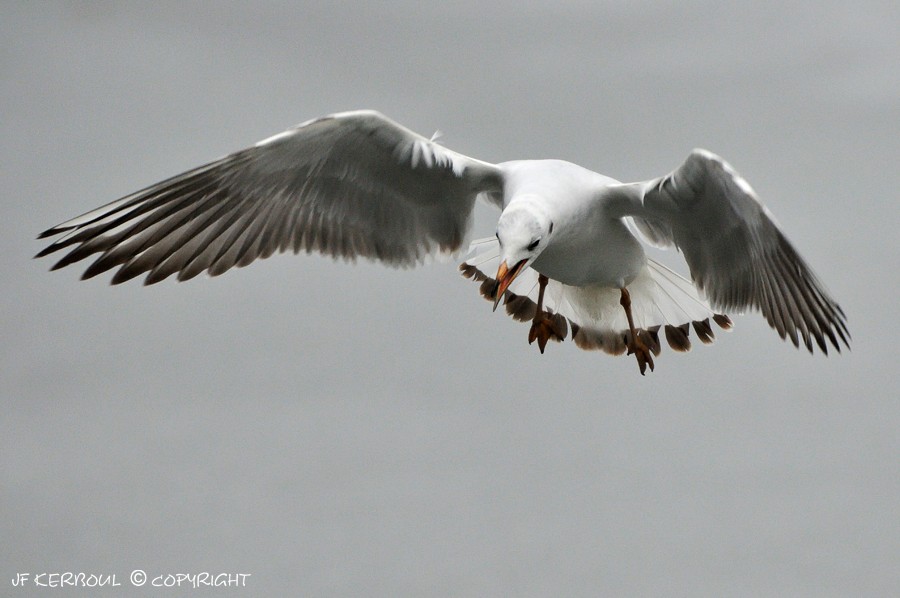 Mouette en colère