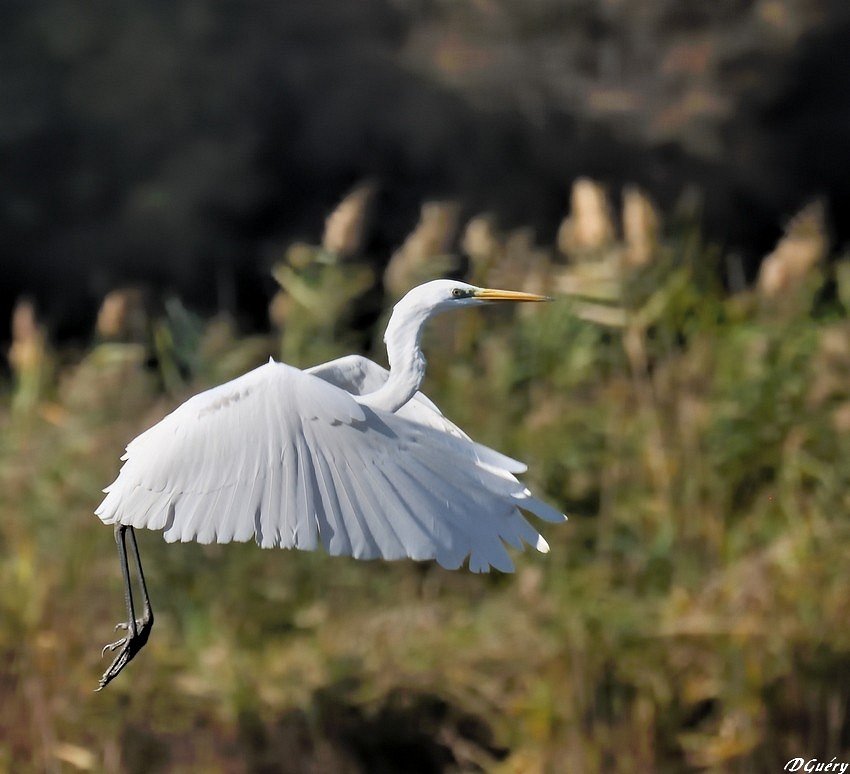 La grande aigrette blanche