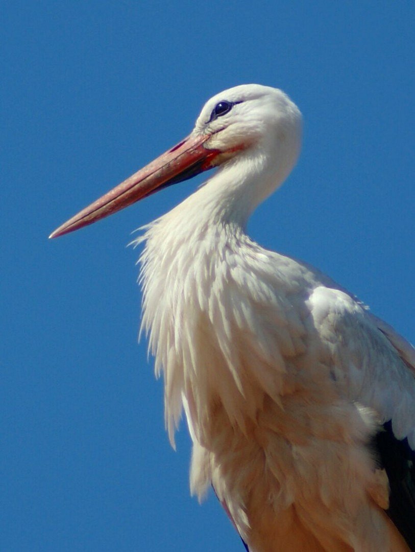 Storch