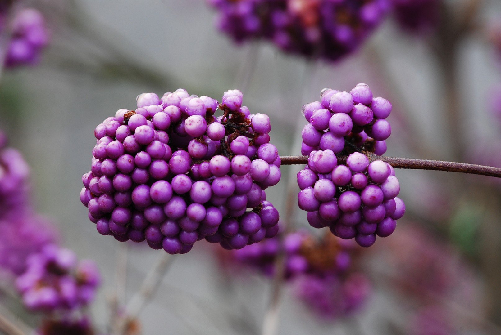 Boules.