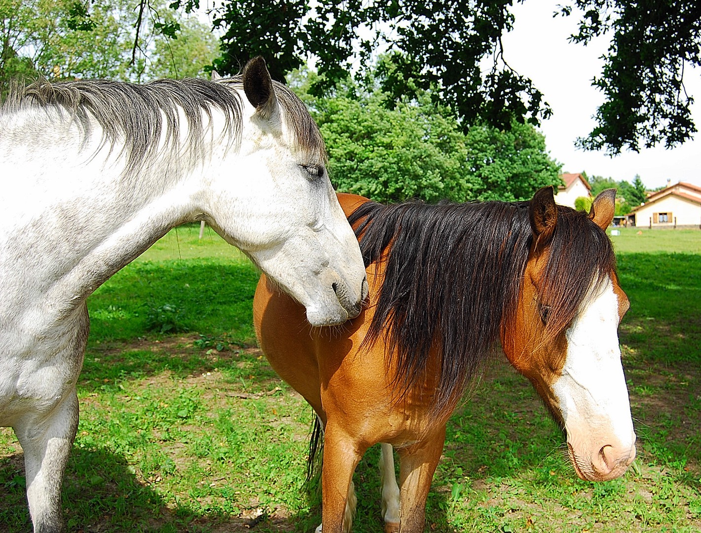 Chevaux.