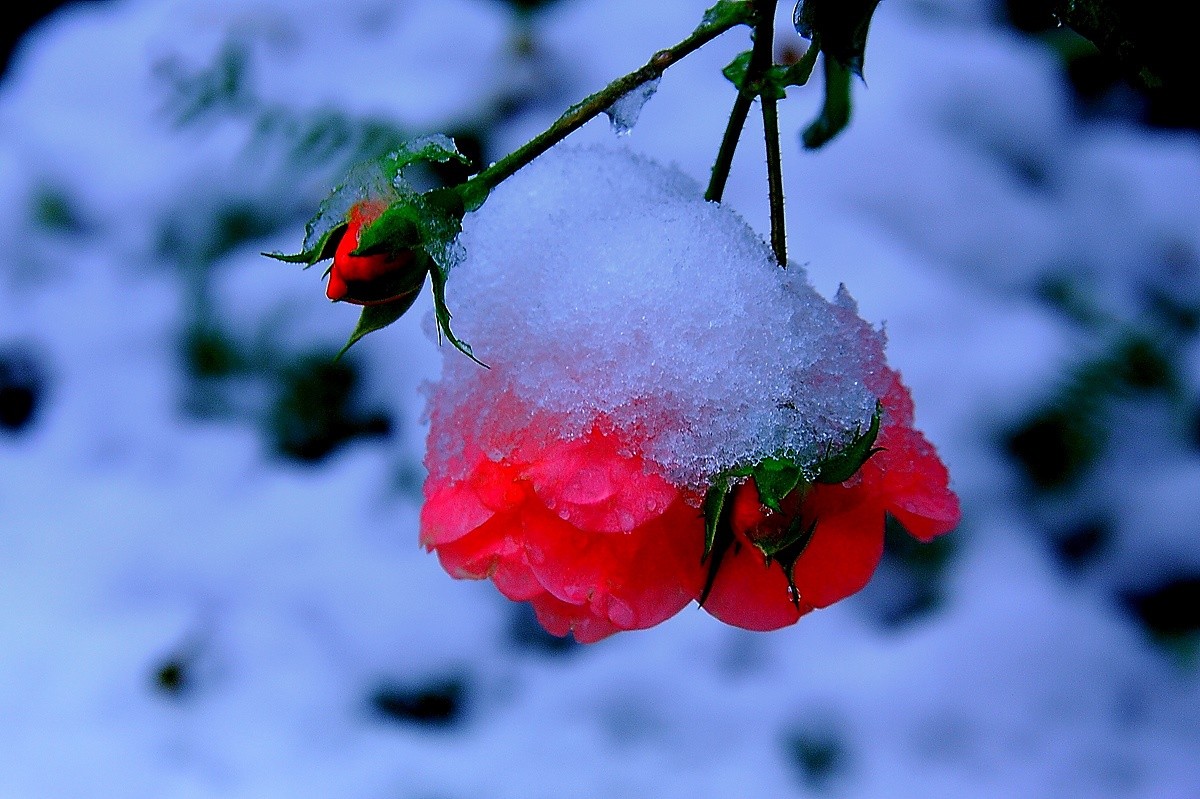 Früher Winter