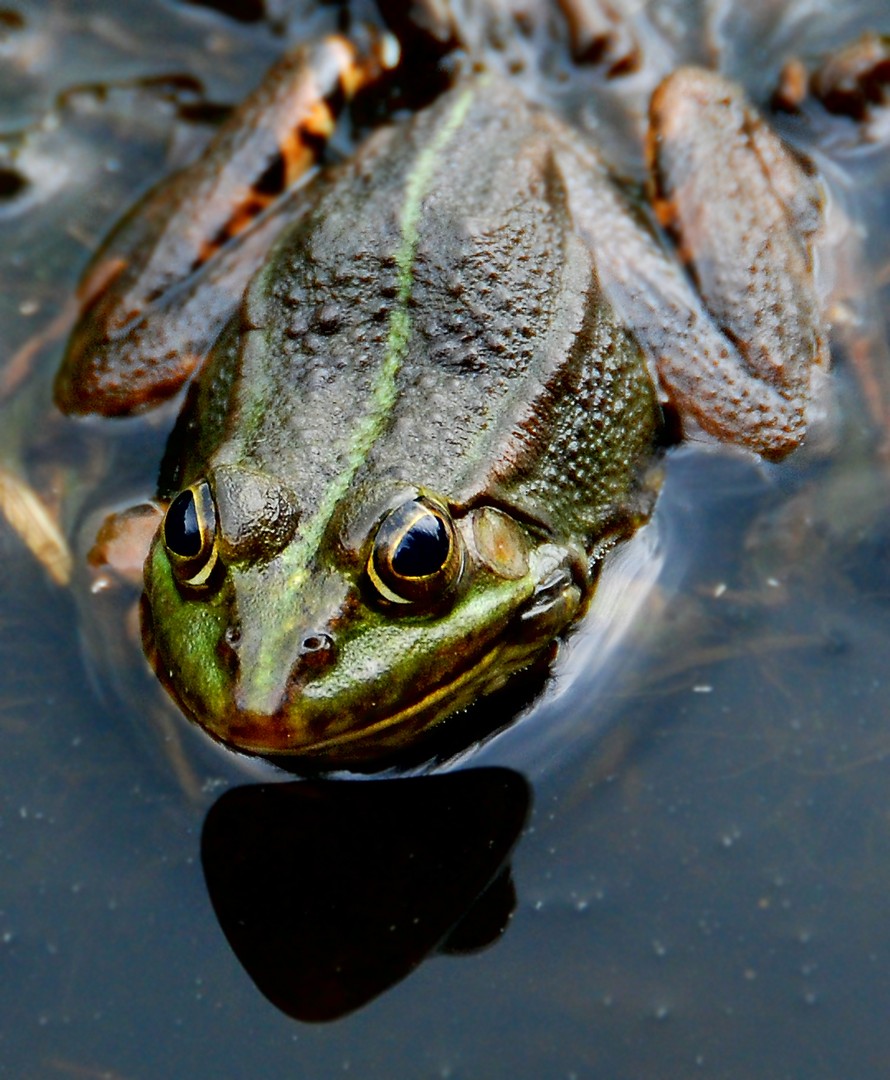 Frog 