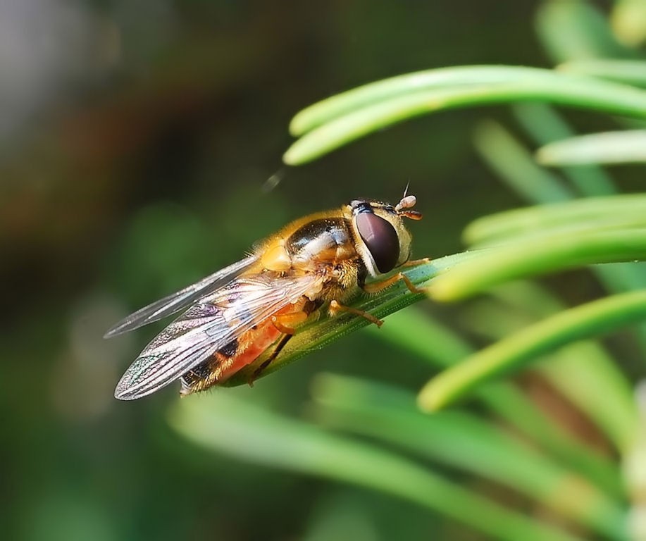 Schwebefliege