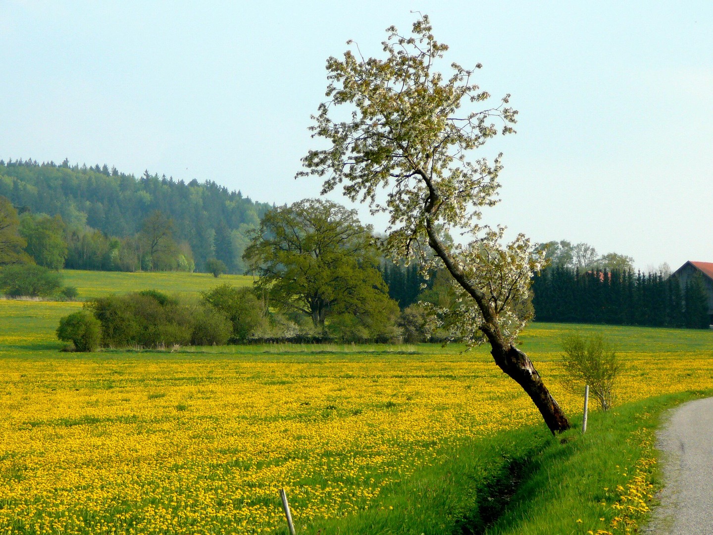 Frühlingserwachen