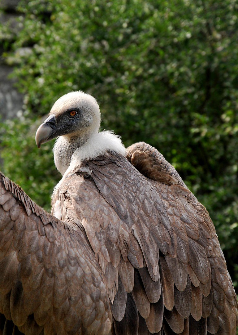 Vulture