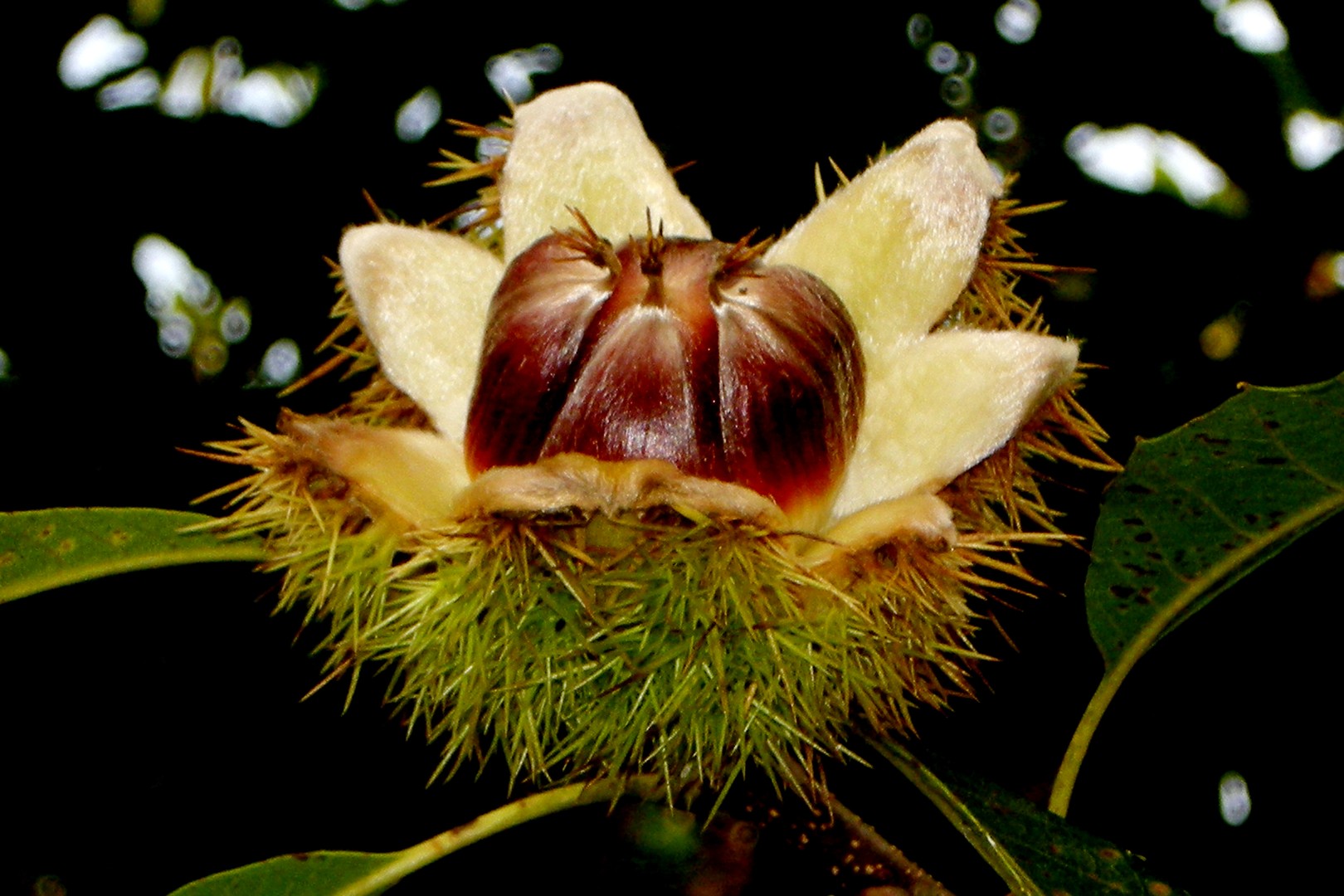 Herbstfrucht