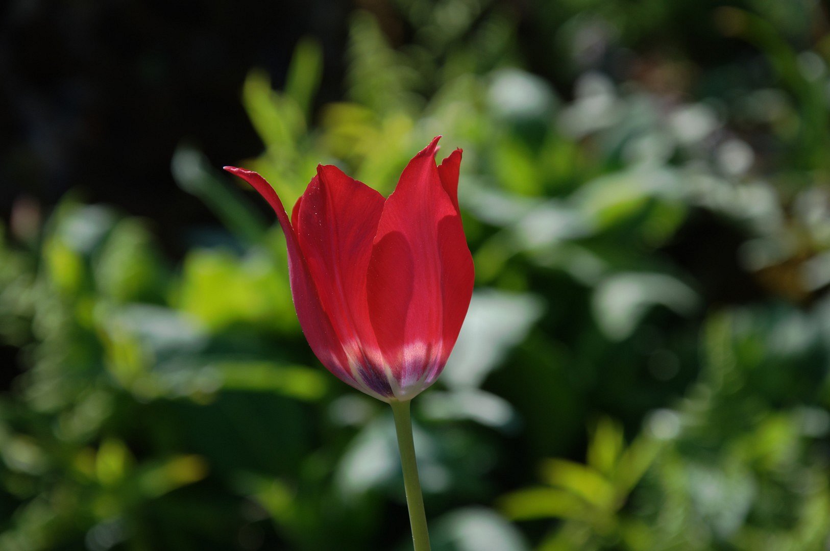 Tulpe