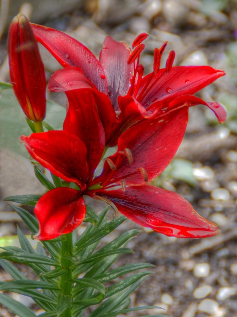 Lilienblüte in Rot