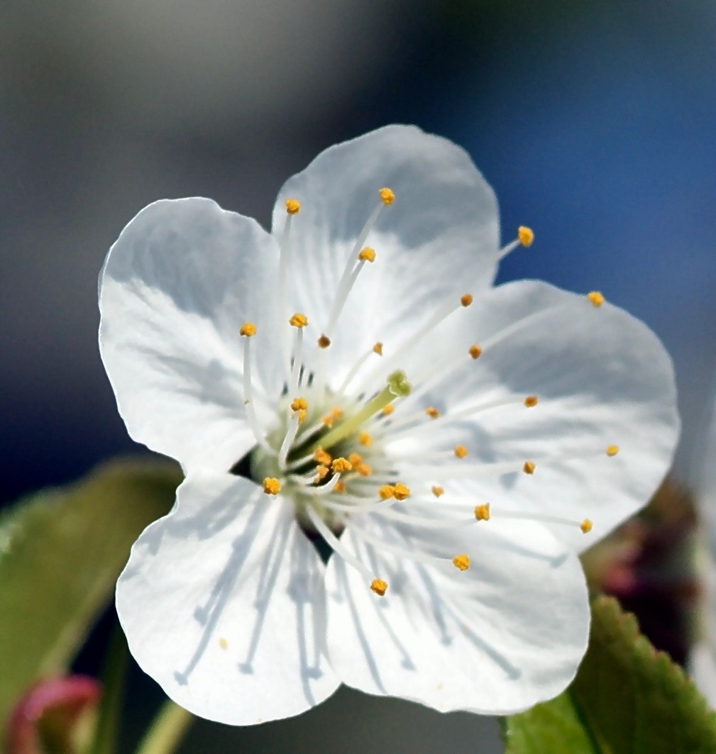 Kirschblüten