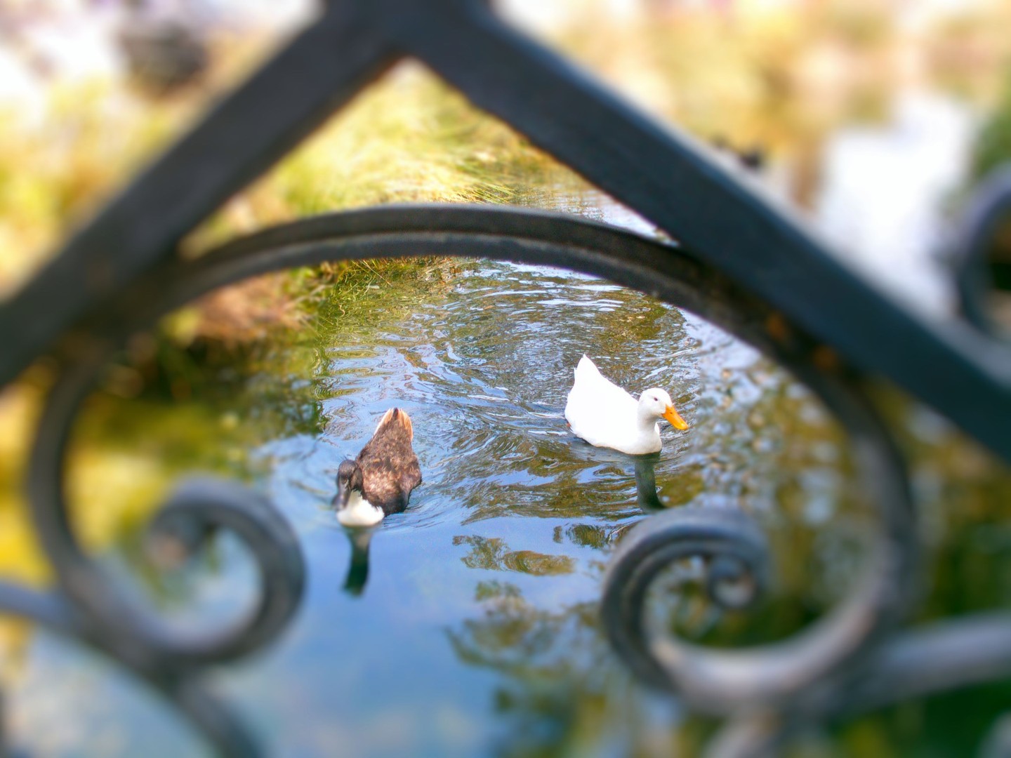 Enten im Focus