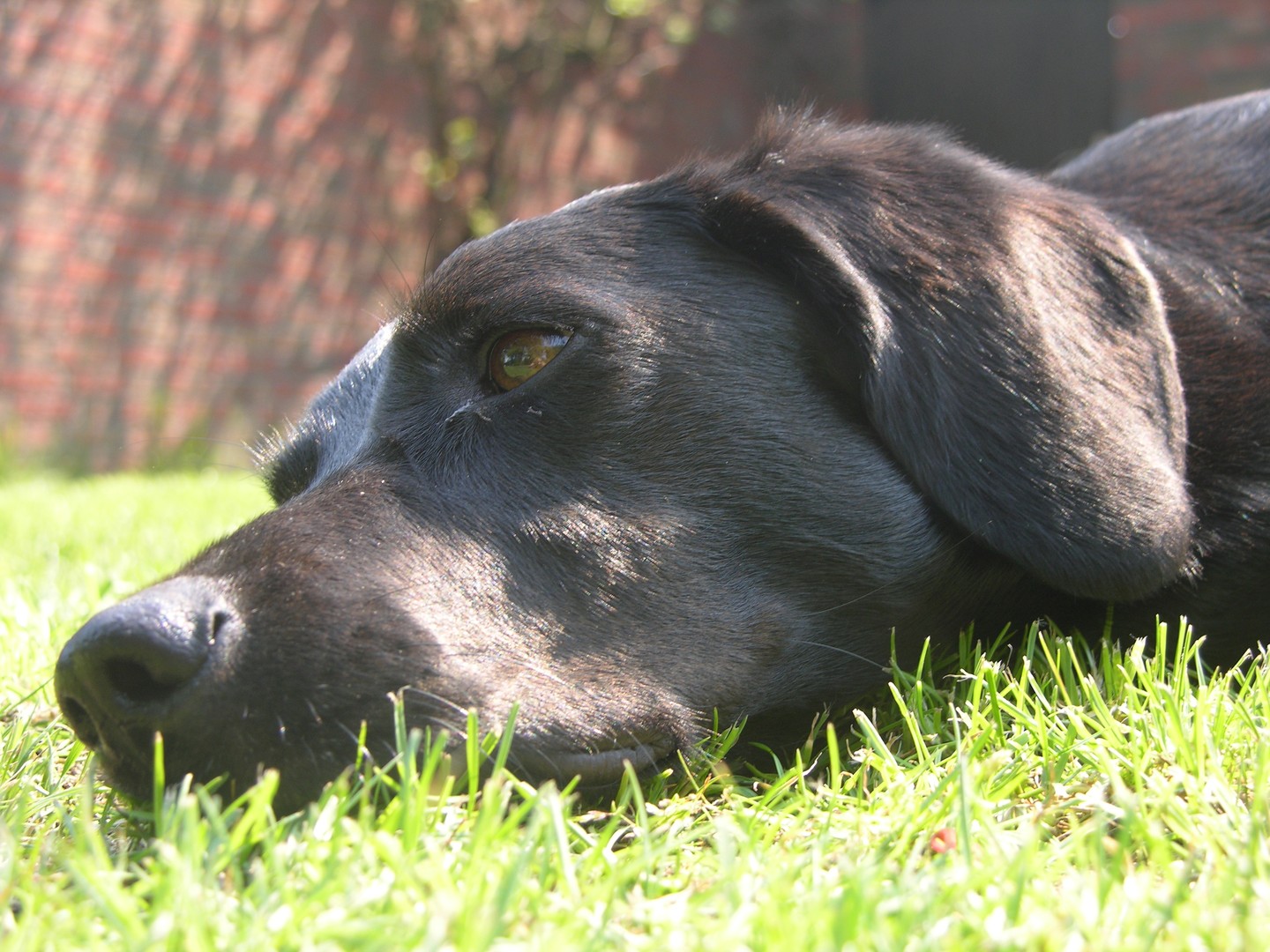 Relaxen im Garten