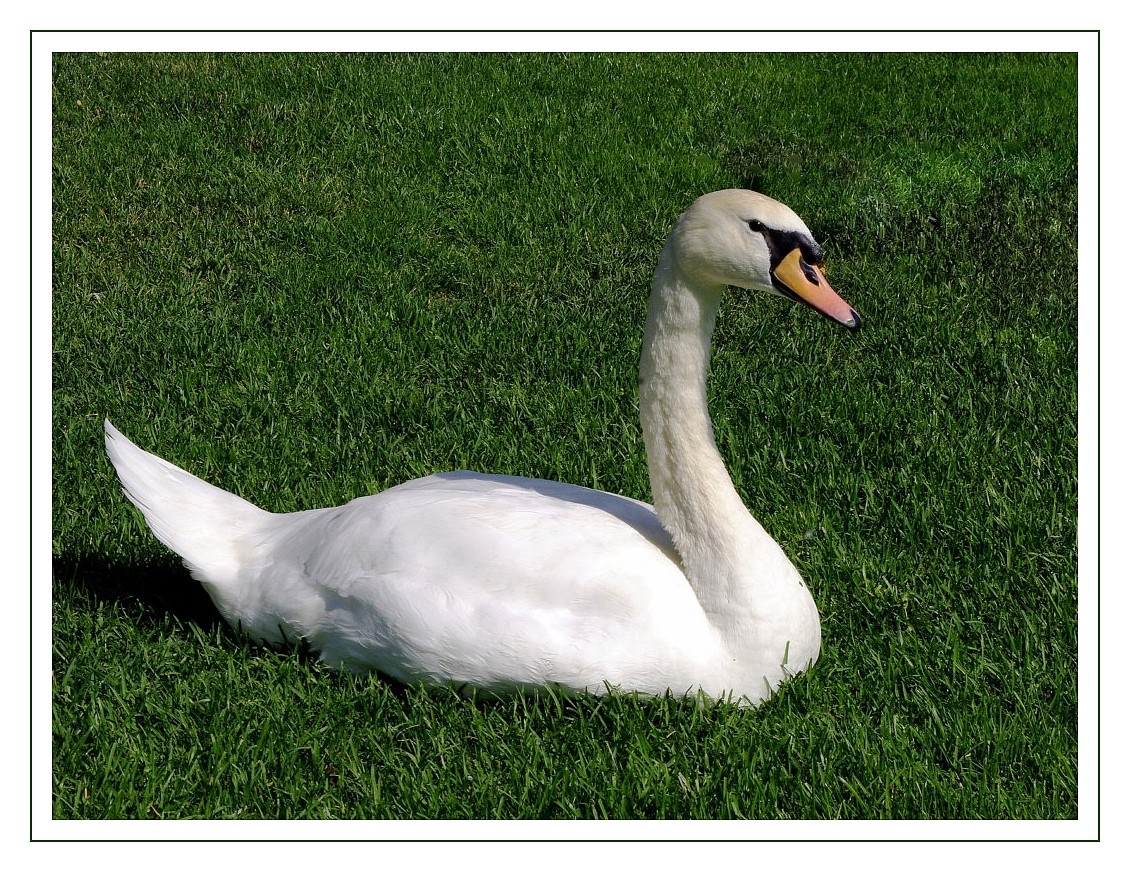 ein weißer Schwan