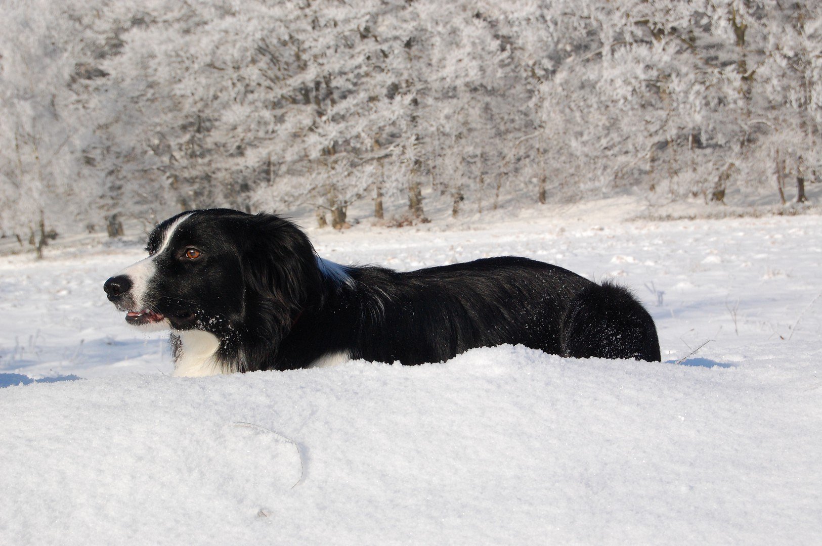 Tom im Schnee 