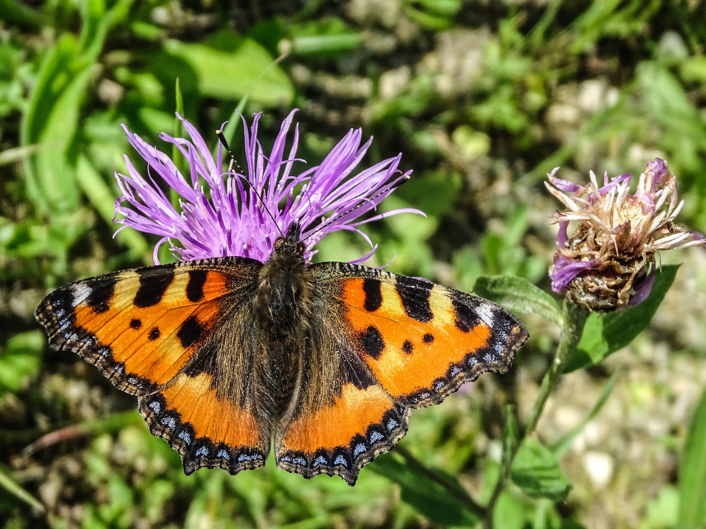 Farbenfroh fliegt er