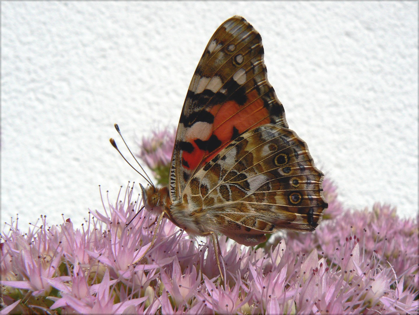 Vanessas Herbstausflug 1