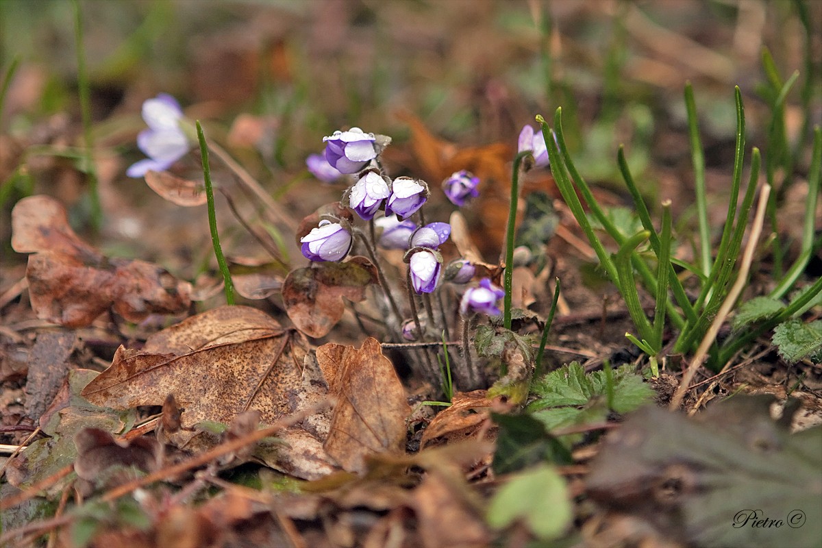 Sottobosco in fiore