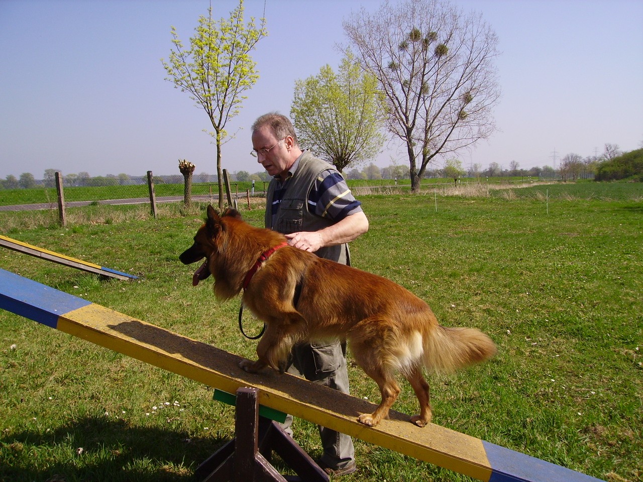 Wippe auf dem Hundeplatz