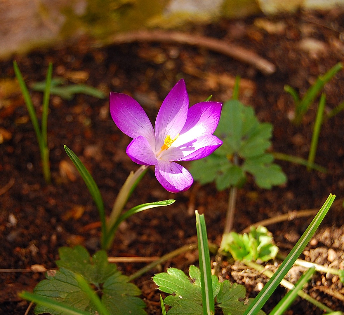 Fleur.