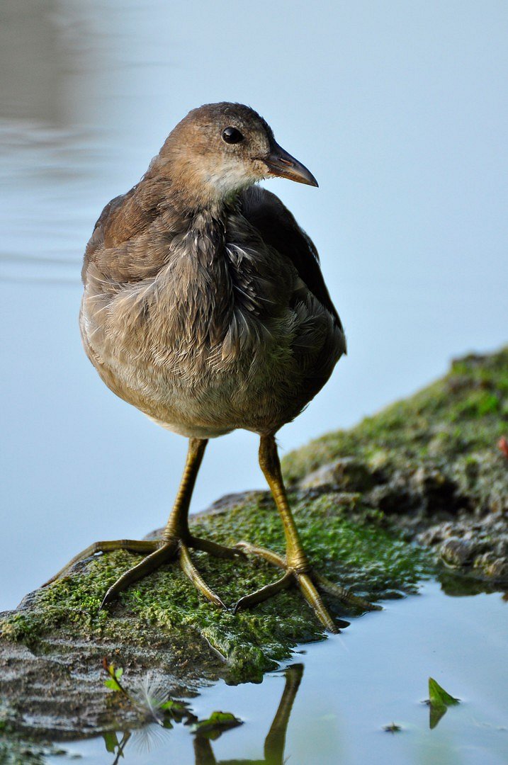 Vogel X am wasser