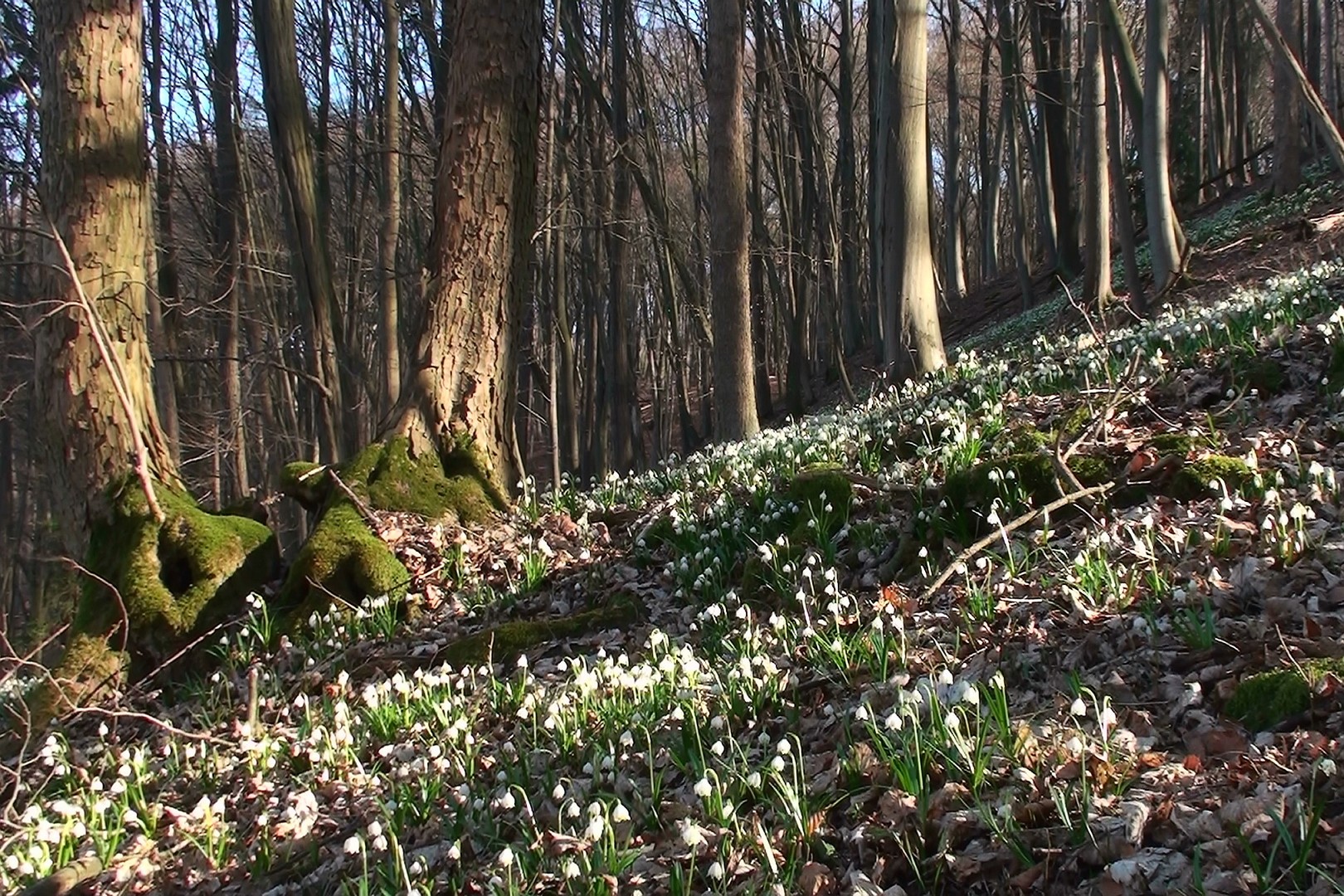 Märzenbecher 1