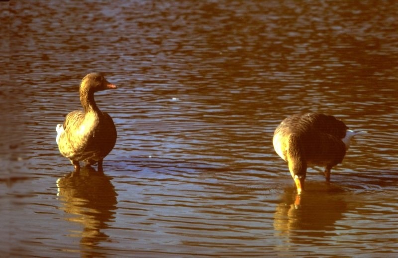 Les deux canards