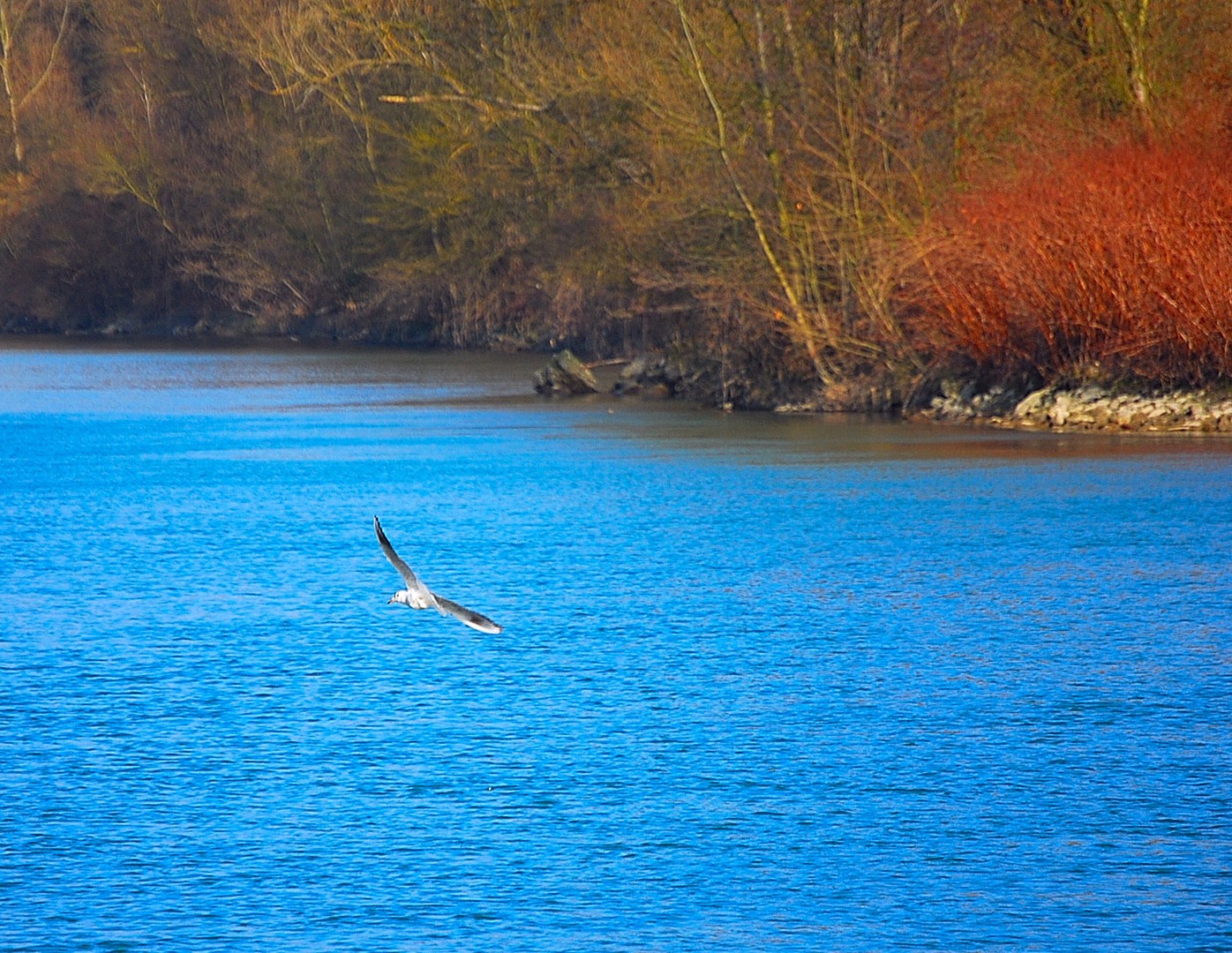 Mouette.