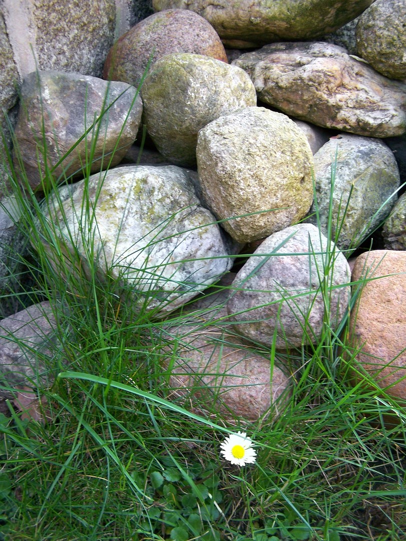 Gänseblümchen