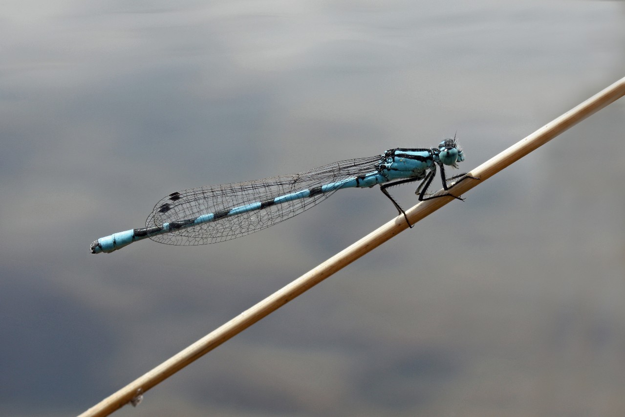 Blaue Federlibelle (Platycnemis pennipes)