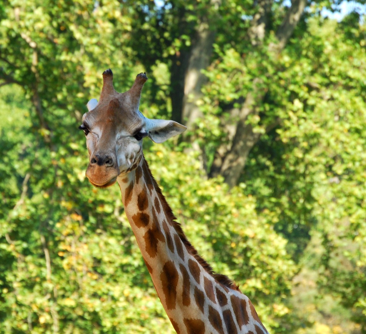 Girafe.