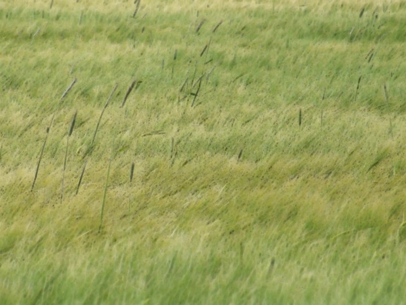 Feld im Wind