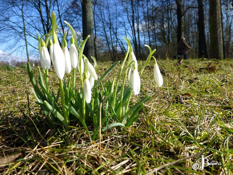 frühling